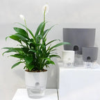 Self-Watering Plant Pot – Indoor Planter with Water Reservoir, Self Watering Pot for Herbs & Houseplants