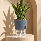 Grey self-watering pot with snake plant on a travertine plinth, clear water reservoir